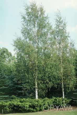 Береза повисла Далекарлика (Betula pendula Dalecarlica) - листяне дерево з витон. . фото 1