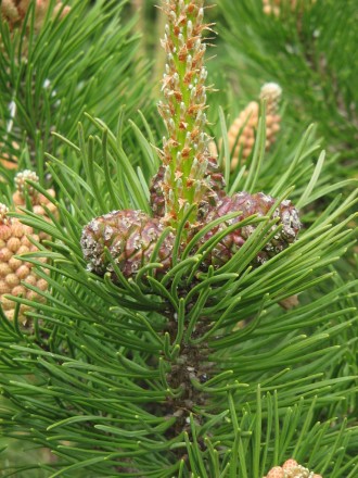 Сосна гірська Мугус (Pinus mugo Mughus) - компактне напівкарликове хвойне, вічно. . фото 6
