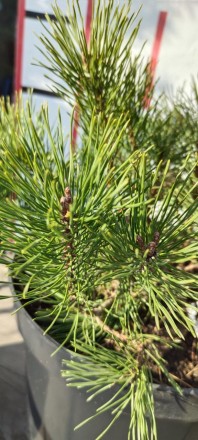 Сосна гірська Мугус (Pinus mugo Mughus) - компактне напівкарликове хвойне, вічно. . фото 8