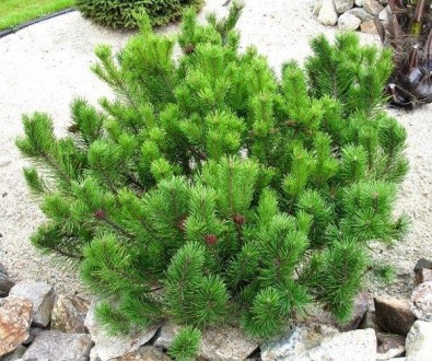 Сосна гірська Мугус (Pinus mugo Mughus) - компактне напівкарликове хвойне, вічно. . фото 3