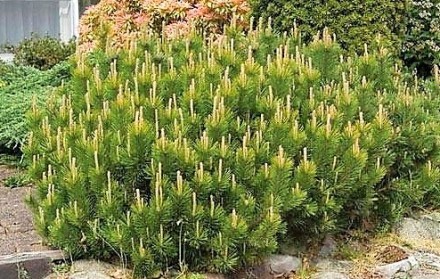 Сосна гірська Мугус (Pinus mugo Mughus) - компактне напівкарликове хвойне, вічно. . фото 5