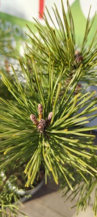 Сосна гірська Мугус (Pinus mugo Mughus) - компактне напівкарликове хвойне, вічно. . фото 7