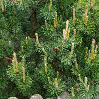 Сосна гірська Мугус (Pinus mugo Mughus) - компактне напівкарликове хвойне, вічно. . фото 4