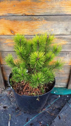 Сосна гірська Офір (Pinus mugo Ophir) - хвойна, низькоросла рослина з повільним . . фото 2