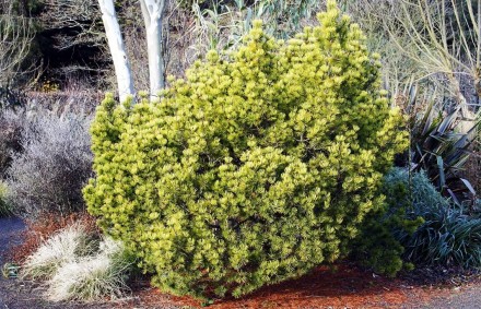 Сосна гірська Офір (Pinus mugo Ophir) - хвойна, низькоросла рослина з повільним . . фото 5