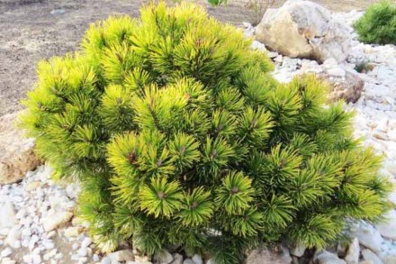 Сосна гірська Офір (Pinus mugo Ophir) - хвойна, низькоросла рослина з повільним . . фото 4