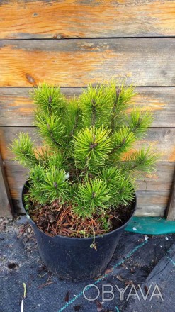 Сосна гірська Офір (Pinus mugo Ophir) - хвойна, низькоросла рослина з повільним . . фото 1