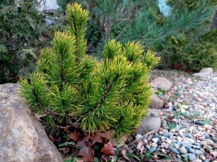 Сосна гірська Офір (Pinus mugo Ophir) - хвойна, карликова рослина з повільним ро. . фото 4