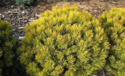 Сосна гірська Офір (Pinus mugo Ophir) - хвойна, карликова рослина з повільним ро. . фото 6
