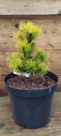 Сосна гірська Офір (Pinus mugo Ophir) - хвойна, карликова рослина з повільним ро. . фото 2