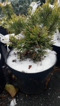 Сосна гірська Офір (Pinus mugo Ophir) - хвойна, карликова рослина з повільним ро. . фото 5