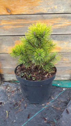 Сосна гірська Офір (Pinus mugo Ophir) - хвойна, карликова рослина з повільним ро. . фото 3