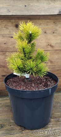 Сосна гірська Офір (Pinus mugo Ophir) - хвойна, карликова рослина з повільним ро. . фото 1
