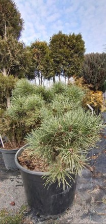 Pinus nigra Hornibrookiana - декоративне хвойне деревце або карликовий чагарник . . фото 2