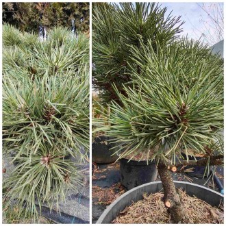 Pinus nigra Hornibrookiana - декоративне хвойне деревце або карликовий чагарник . . фото 6