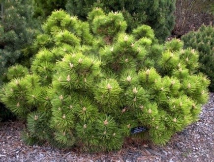 Pinus nigra Hornibrookiana - декоративне хвойне деревце або карликовий чагарник . . фото 5