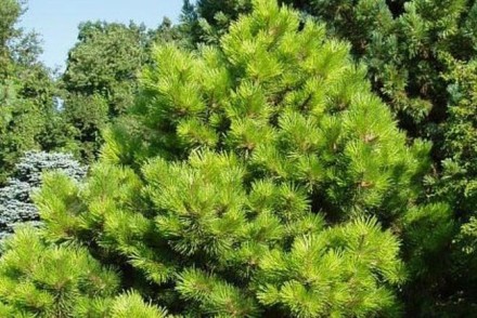 Pinus nigra Hornibrookiana - декоративне хвойне деревце або карликовий чагарник . . фото 3