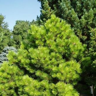 Pinus nigra Hornibrookiana - декоративне хвойне деревце або карликовий чагарник . . фото 4
