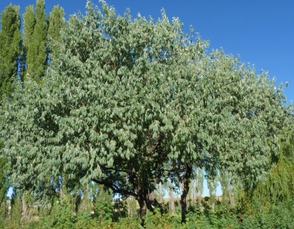 Куст или небольшое (3-8 м высотой) дерево с колючими ветками семейства маслинков. . фото 2