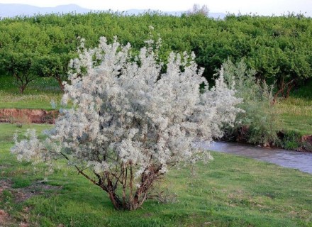 Куст или небольшое (3-8 м высотой) дерево с колючими ветками семейства маслинков. . фото 5
