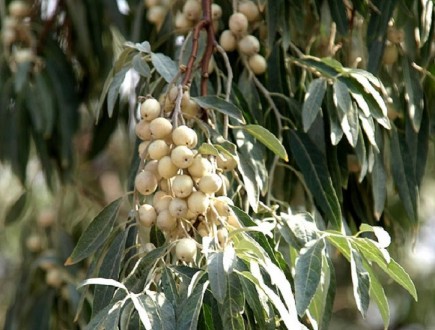 Куст или небольшое (3-8 м высотой) дерево с колючими ветками семейства маслинков. . фото 3