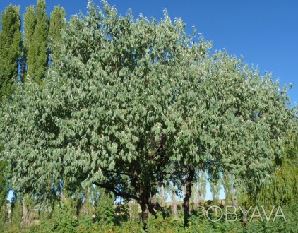 Куст или небольшое (3-8 м высотой) дерево с колючими ветками семейства маслинков. . фото 1