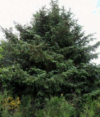 Ялина сітхінська (Picea sitchensis) повільно зростаюча форма ялинки, популярна д. . фото 4