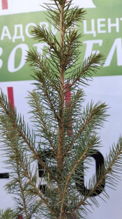 Ялина сітхінська (Picea sitchensis) повільно зростаюча форма ялинки, популярна д. . фото 5