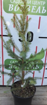 Ялина сітхінська (Picea sitchensis) повільно зростаюча форма ялинки, популярна д. . фото 2