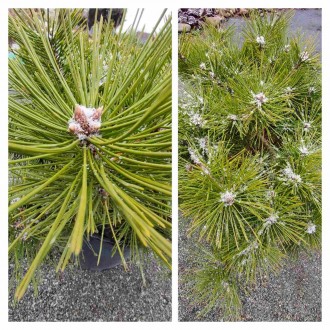 Сосна густоквіткова Джейн Клуїс (Pinus densiflora Jane Kluis) - карликовий подуш. . фото 4
