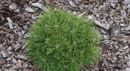 Сосна густоквіткова Джейн Клуїс (Pinus densiflora Jane Kluis) - карликовий подуш. . фото 5