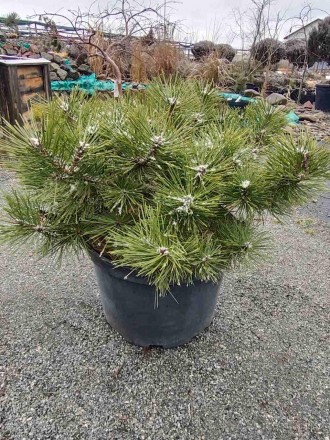 Сосна густоквіткова Джейн Клуїс (Pinus densiflora Jane Kluis) - карликовий подуш. . фото 3