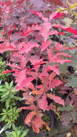 Щільна густа крона дуба червоного врятує тінню від літньої спеки, а восени порад. . фото 4