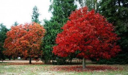 Щільна густа крона дуба червоного врятує тінню від літньої спеки, а восени порад. . фото 8