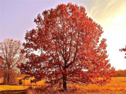 Щільна густа крона дуба червоного врятує тінню від літньої спеки, а восени порад. . фото 7