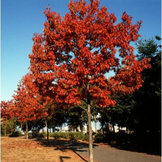 Щільна густа крона дуба червоного врятує тінню від літньої спеки, а восени порад. . фото 6