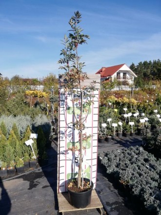 Горобина Леонард Мессель - невелике дерево з кулястою кроною.
Досягає 3 м у висо. . фото 3