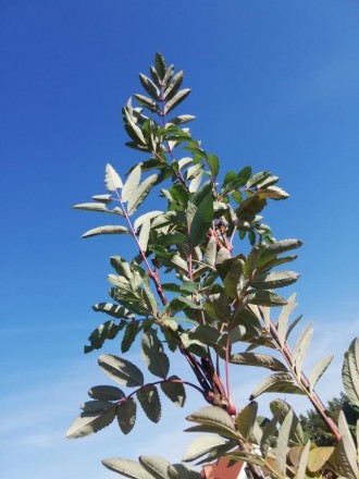 Горобина Леонард Мессель - невелике дерево з кулястою кроною.
Досягає 3 м у висо. . фото 6
