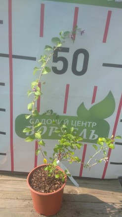 Висота рослини - 0,5-3,5 метрів.
Форма ягід - овальна.
Забарвлення ягід - червон. . фото 4