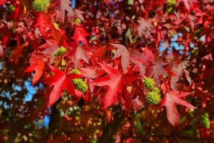 Це дерево буде грати першу скрипку на балу осінніх фарб - восени його листя набу. . фото 3