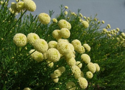 Сантоліна Rosmarinifolia (Santolina rosmarinifolia). Новинка! Сантоліна розмарін. . фото 4