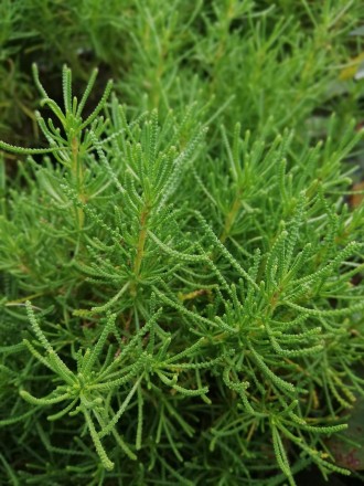 Сантоліна Rosmarinifolia (Santolina rosmarinifolia). Новинка! Сантоліна розмарін. . фото 8