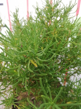 Сантоліна Rosmarinifolia (Santolina rosmarinifolia). Новинка! Сантоліна розмарін. . фото 10