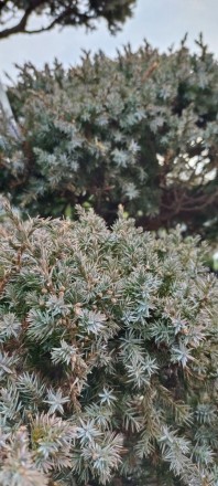 Ялівець китайський Blue Alps / Juniperus chinensis Blue Alps- сильно зростаючий . . фото 6