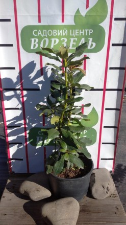  Рододендрон гібридний Нова Зембла - вічнозелений рясно квітучий чагарник, уніка. . фото 3