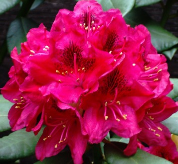  Рододендрон гібридний Нова Зембла - вічнозелений рясно квітучий чагарник, уніка. . фото 9