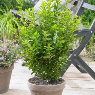 Бірючина овальнолістная Грін Даймонд широко використовується для озеленення саді. . фото 5