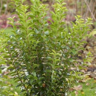 Бирючина овальнолістная Грін Даймонд широко використовується для озеленення саді. . фото 3