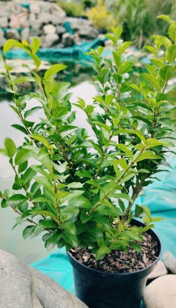Бирючина овальнолістная Грін Даймонд широко використовується для озеленення саді. . фото 2