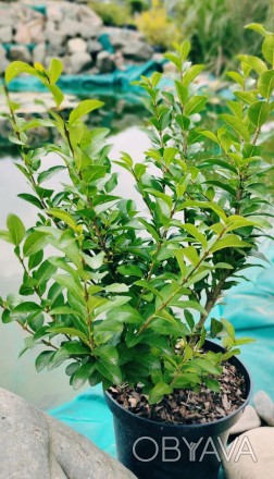 Бирючина овальнолістная Грін Даймонд широко використовується для озеленення саді. . фото 1